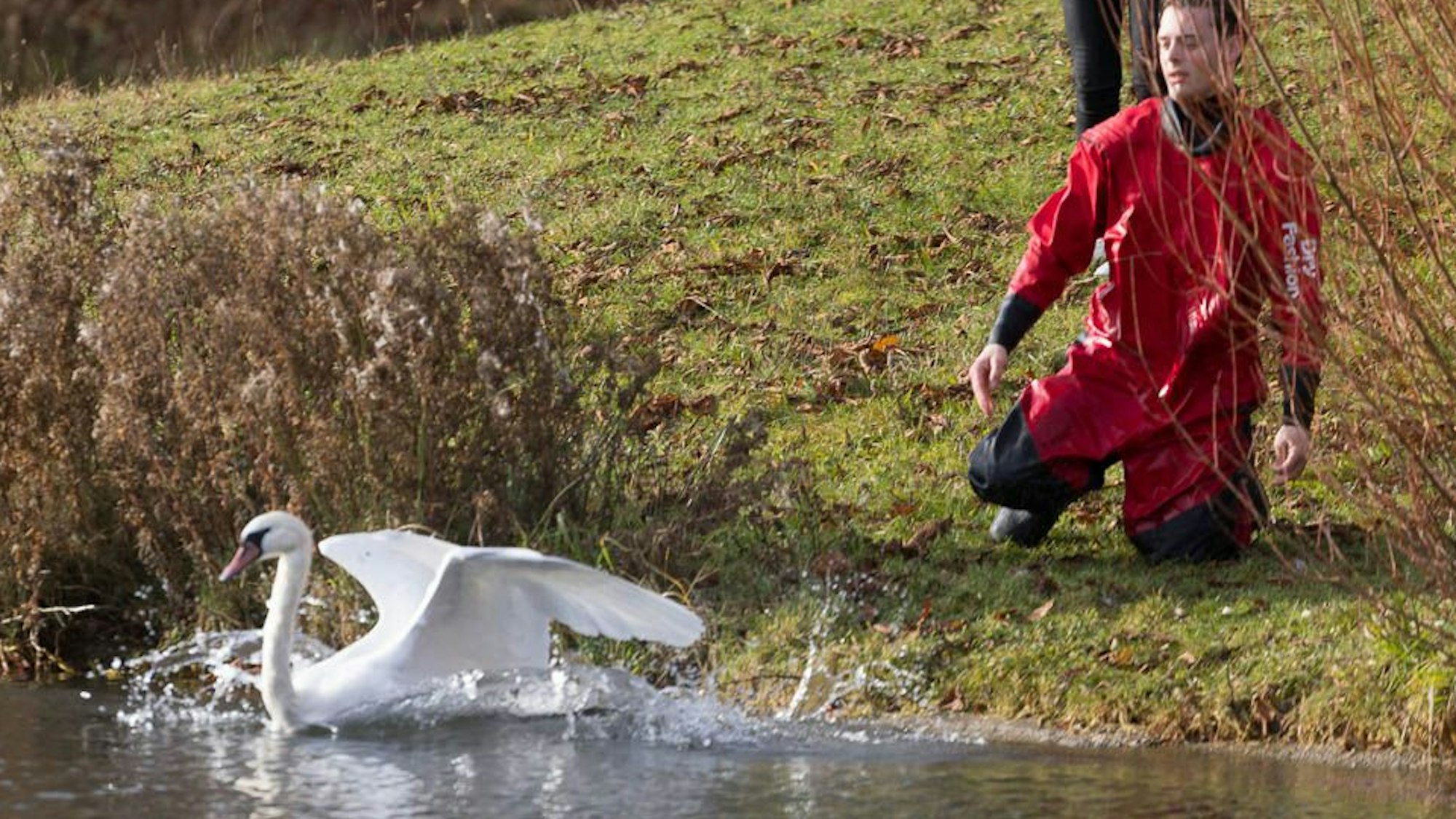 Tierretter Dustin Tanallari kniet am Ufer des Decksteiner Weihers, während der Schwan davonschwimmt.