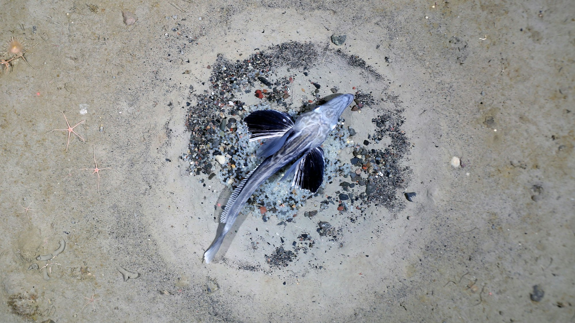 Das Nest eines Eisfisches: Mehr als 10.000 solcher Nester fanden die Forschenden am Grund des südlichen antarktischen Weddellmeeres.