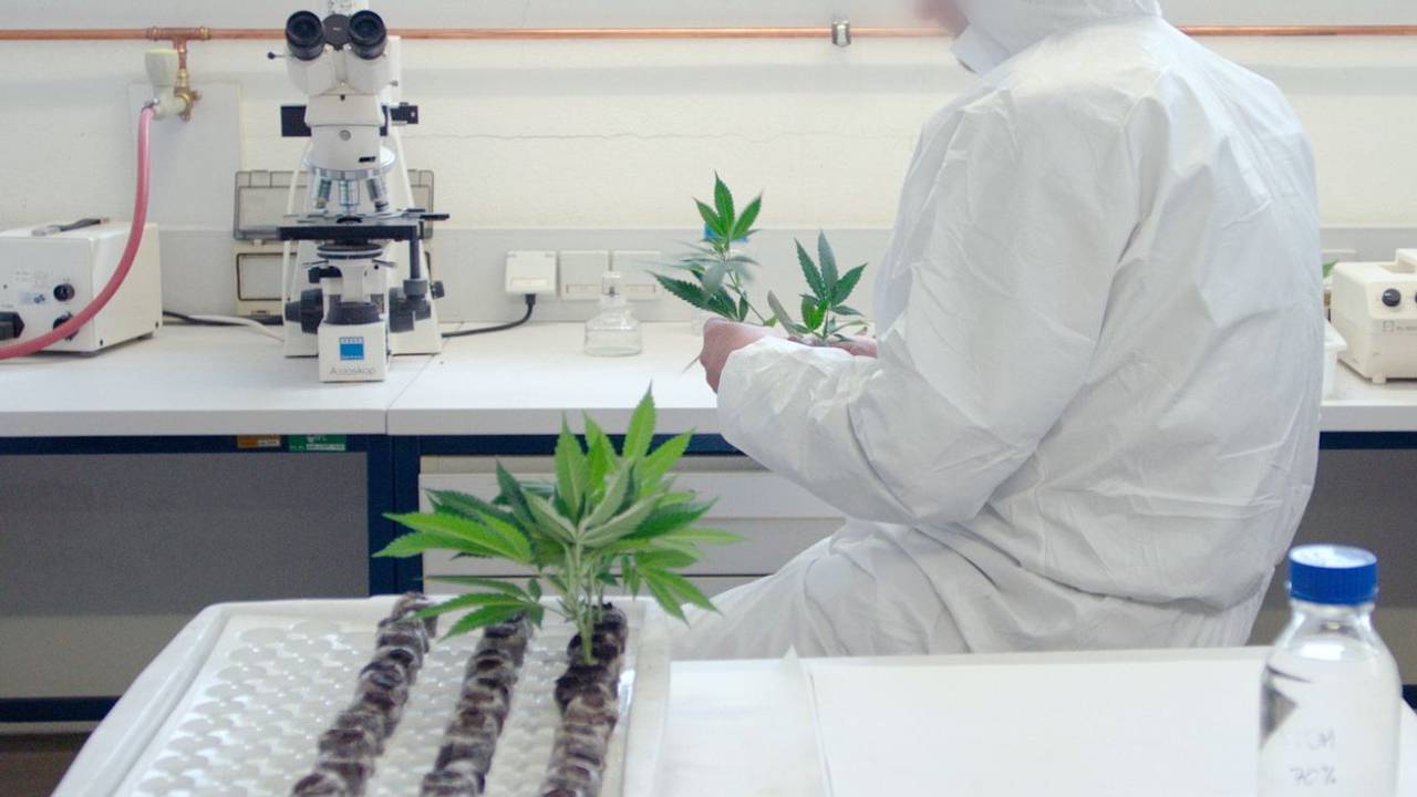 Die undatierte Aufnahme zeigt einen Mitarbeiter der Österreichischen Agentur für Gesundheit und Ernährungssicherheit GmbH (AGES) in Wien, der in einem Labor mit Cannabis-Setzlingen arbeitet.