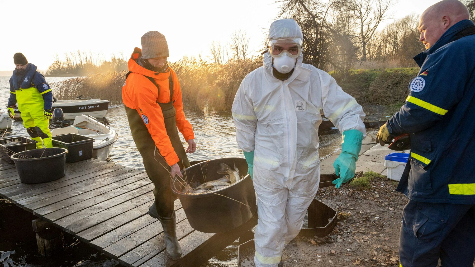 Mitarbeiter des Technisches Hilfswerkes (THW) und Mitglieder des Anglerverbandes sammeln Tote Fische im Kleinen Jasmunder Bodden auf der Insel Rügen ein.