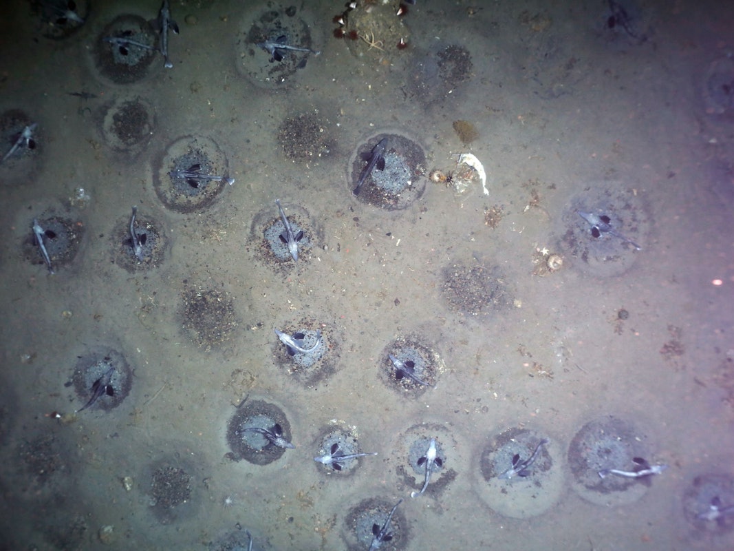 Ein Forschungsteam des Alfred-Wegener-Instituts hat am Grund des südlichen antarktischen Weddellmeeres mehr als 10.000 Nester des Eisfisches Neopagetopsis ionah mit einem Kamerasystem aufgezeichnet. Analyse von Dichte der Fischnester und Gebietsgröße lassen auf etwa 60 Millionen aktiv brütende Fische schließen - die größte jemals beschriebene Fischkolonie weltweit.
A research team from the Alfred Wegener Institute has recorded more than 10,000 nests of the ice fish Neopagetopsis ionah with a camera system at the bottom of the southern Antarctic Weddell Sea. Analysis of the density of fish nests and area size suggest about 60 million actively breeding fish - the largest fish colony ever described worldwide.