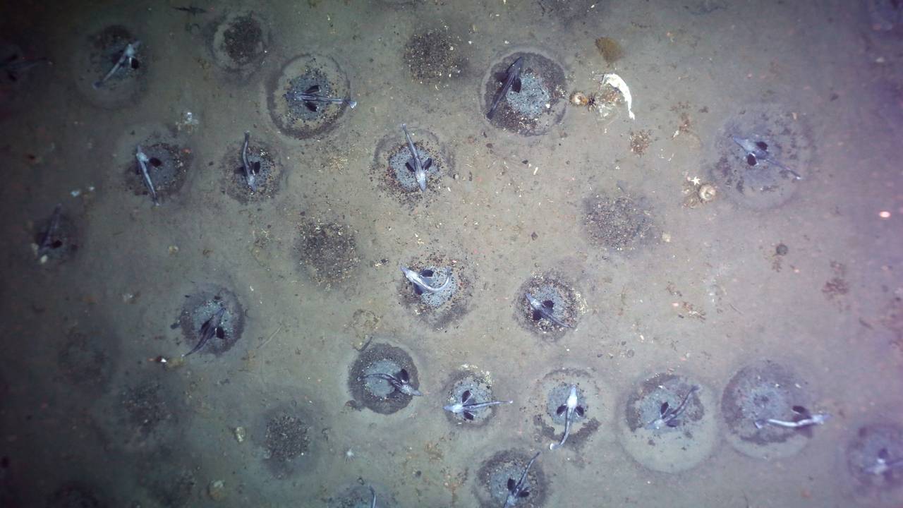 Ein Forschungsteam des Alfred-Wegener-Instituts hat am Grund des südlichen antarktischen Weddellmeeres mehr als 10.000 Nester des Eisfisches Neopagetopsis ionah mit einem Kamerasystem aufgezeichnet. Analyse von Dichte der Fischnester und Gebietsgröße lassen auf etwa 60 Millionen aktiv brütende Fische schließen - die größte jemals beschriebene Fischkolonie weltweit.
A research team from the Alfred Wegener Institute has recorded more than 10,000 nests of the ice fish Neopagetopsis ionah with a camera system at the bottom of the southern Antarctic Weddell Sea. Analysis of the density of fish nests and area size suggest about 60 million actively breeding fish - the largest fish colony ever described worldwide.