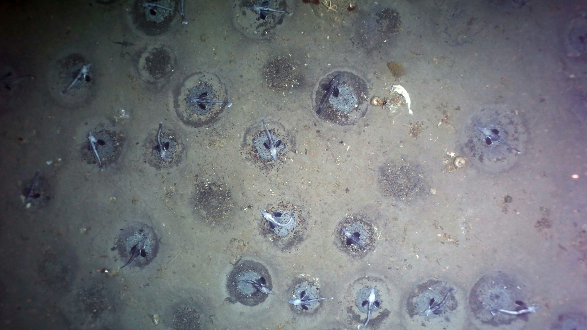 Ein Forschungsteam des Alfred-Wegener-Instituts hat am Grund des südlichen antarktischen Weddellmeeres mehr als 10.000 Nester des Eisfisches Neopagetopsis ionah mit einem Kamerasystem aufgezeichnet. Analyse von Dichte der Fischnester und Gebietsgröße lassen auf etwa 60 Millionen aktiv brütende Fische schließen - die größte jemals beschriebene Fischkolonie weltweit.
A research team from the Alfred Wegener Institute has recorded more than 10,000 nests of the ice fish Neopagetopsis ionah with a camera system at the bottom of the southern Antarctic Weddell Sea. Analysis of the density of fish nests and area size suggest about 60 million actively breeding fish - the largest fish colony ever described worldwide.