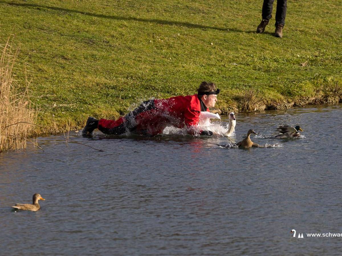 Tierretter Dustin Tanallari springt auf einen Schwan und hält ihn fest.