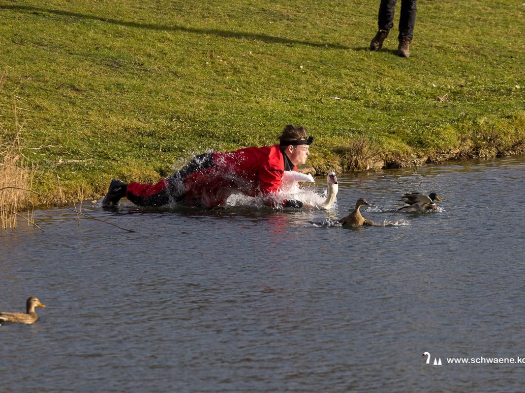 Tierretter Dustin Tanallari springt auf einen Schwan und hält ihn fest.