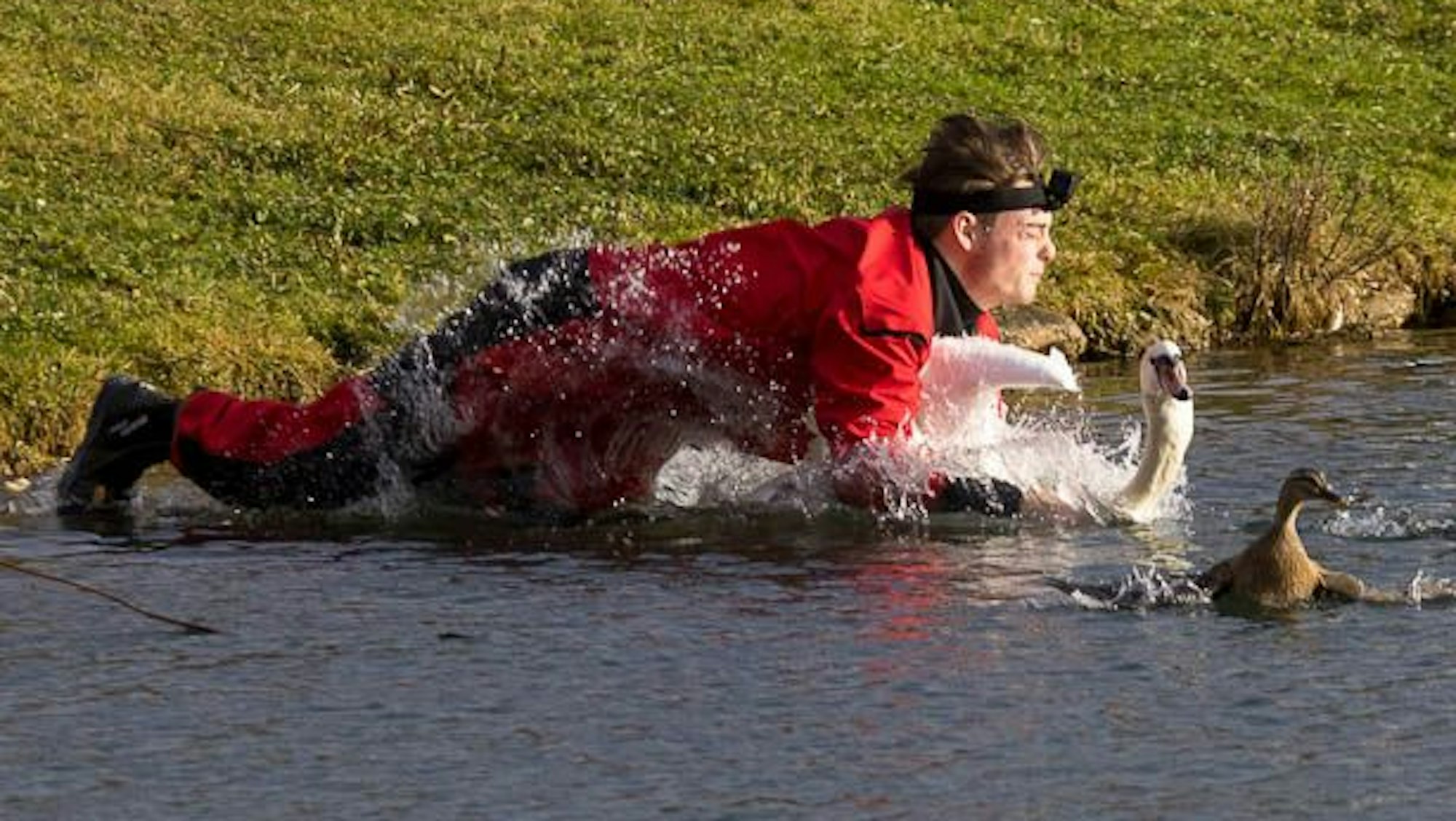 Tierretter Dustin Tanallari springt auf einen Schwan und hält ihn fest.