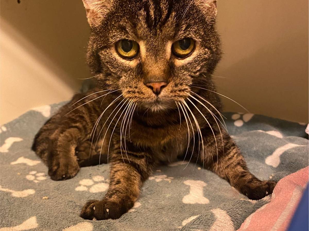 Katze Pucki, 20 Jahre alt, sitzt auf einer Decke.