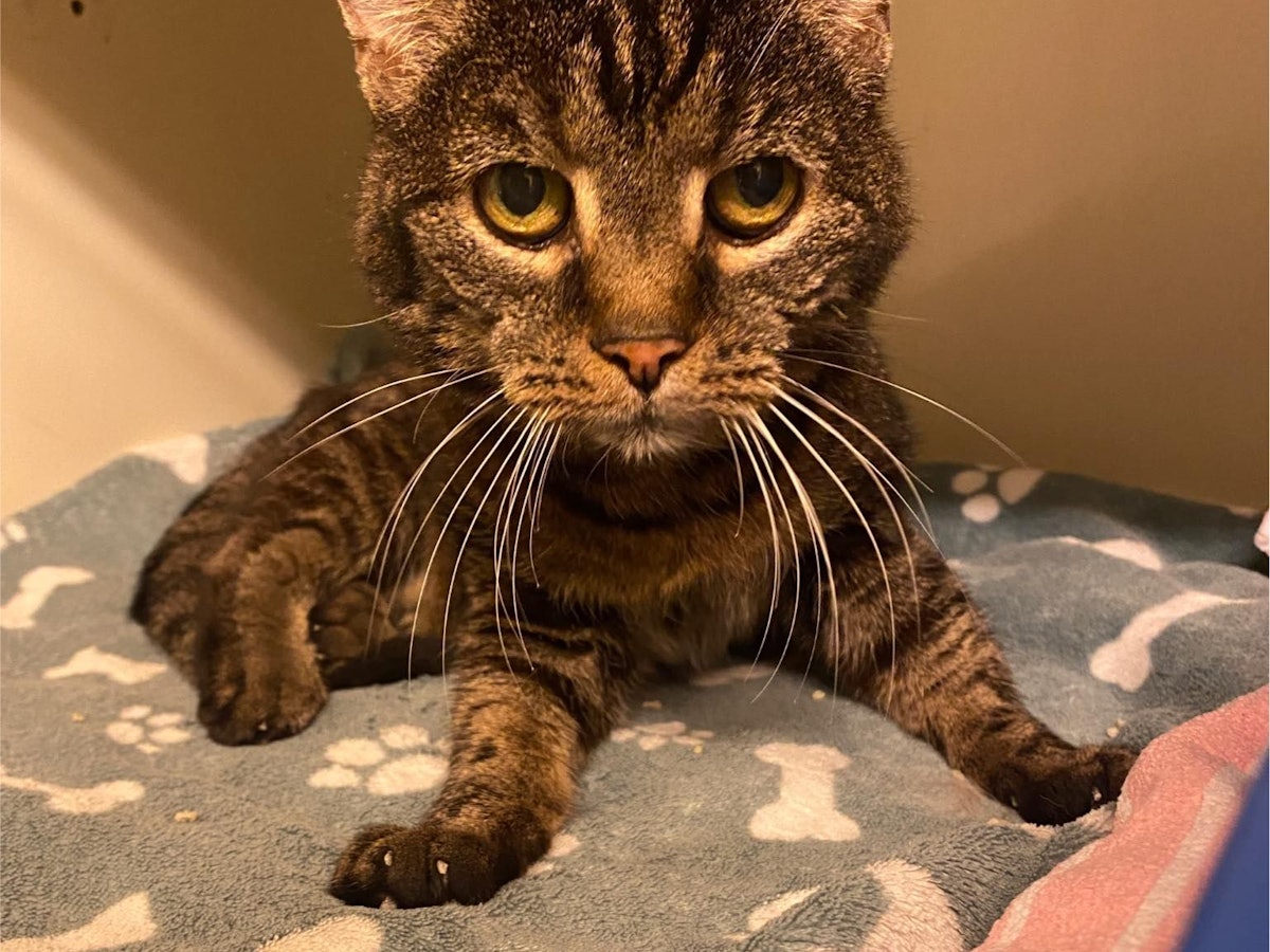 Katze Pucki, 20 Jahre alt, sitzt auf einer Decke.