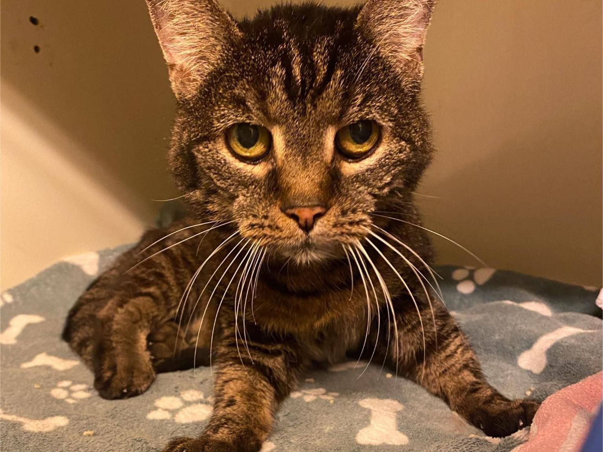 Katze Pucki, 20 Jahre alt, sitzt auf einer Decke.