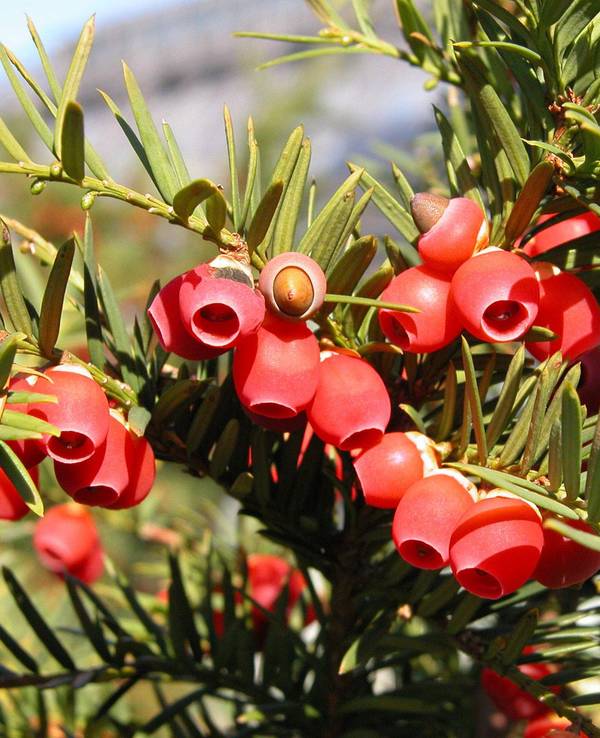 Das undatierte Foto zeigt eine Beeren-Eibe, mit wissenschaftlichem Namen Taxus baccata.