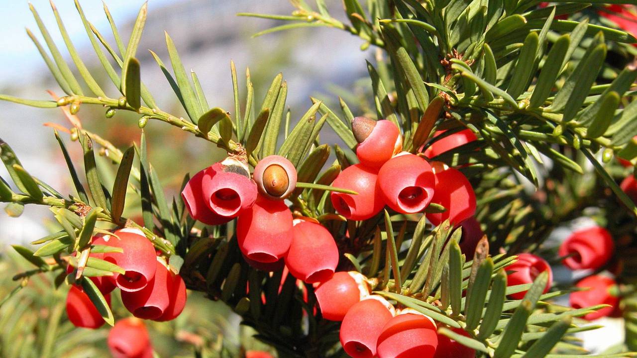 Das undatierte Foto zeigt eine Beeren-Eibe, mit wissenschaftlichem Namen Taxus baccata.