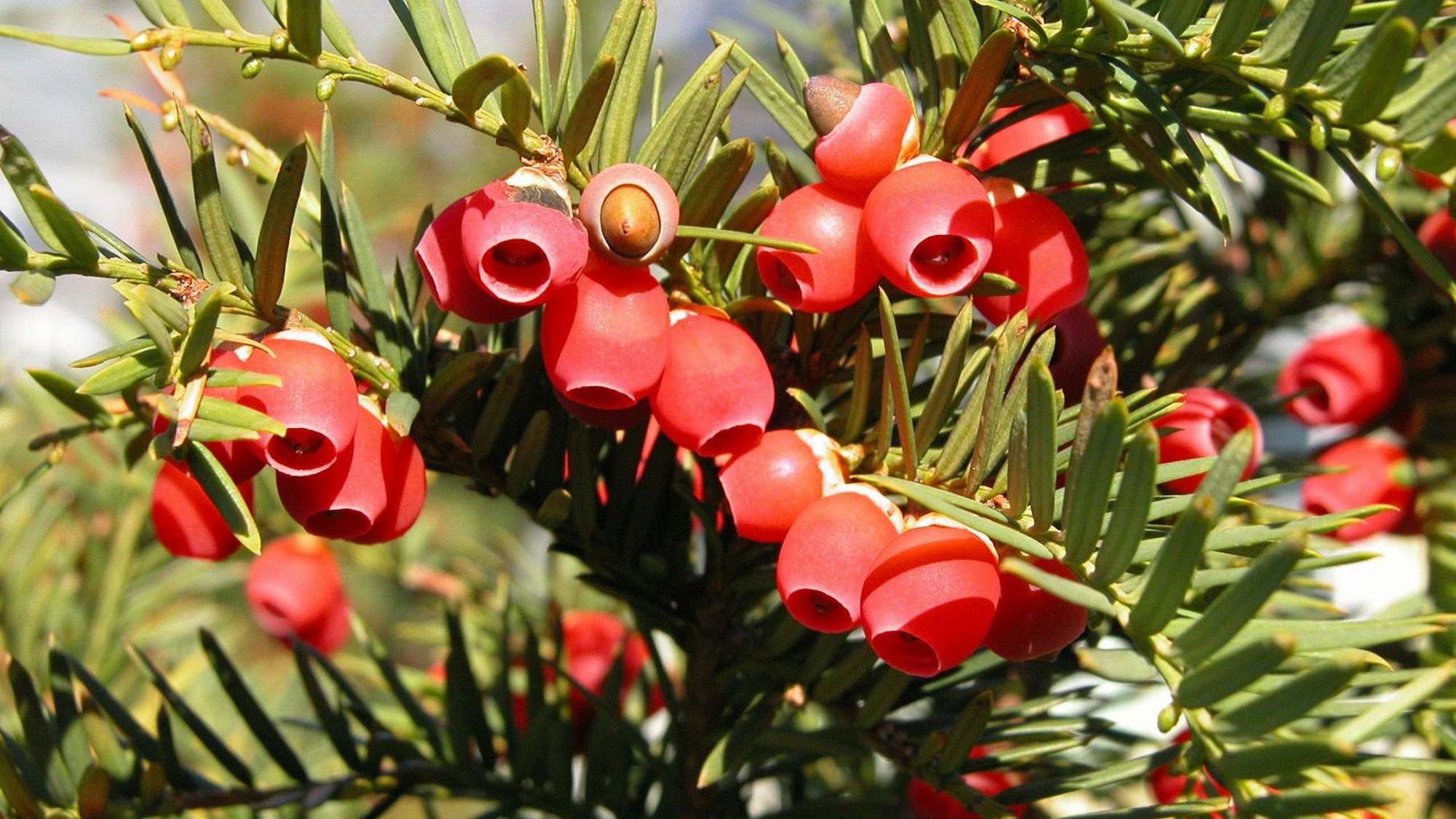 Das undatierte Foto zeigt eine Beeren-Eibe, mit wissenschaftlichem Namen Taxus baccata.