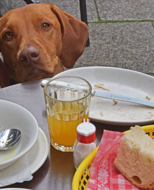 Die Wischler-Hundedame Paula schaut am 02.09.2014 in einem Straßencafe in München (Bayern) über die Tischkante, auf der die leeren Teller ihres Frauchens stehen.