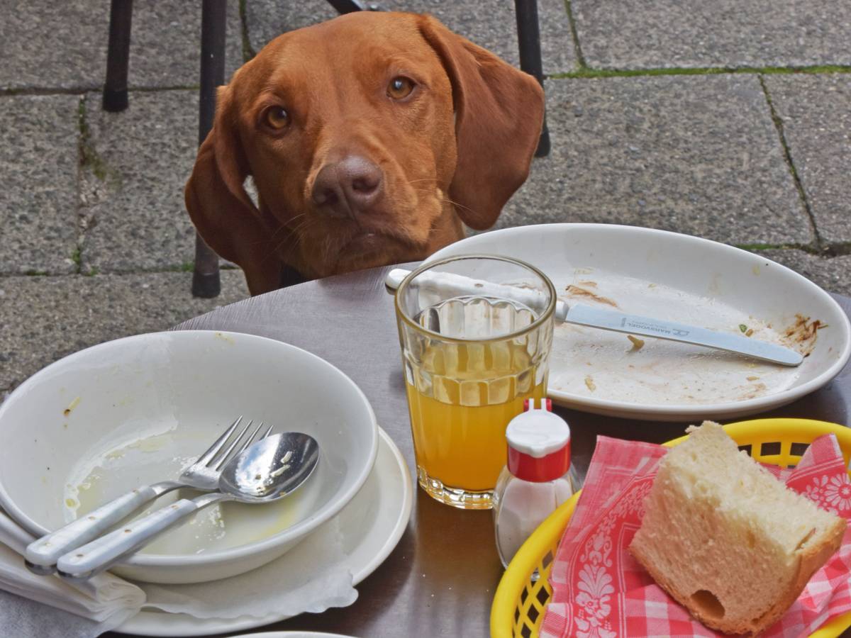Die Wischler-Hundedame Paula schaut am 02.09.2014 in einem Straßencafe in München (Bayern) über die Tischkante, auf der die leeren Teller ihres Frauchens stehen.