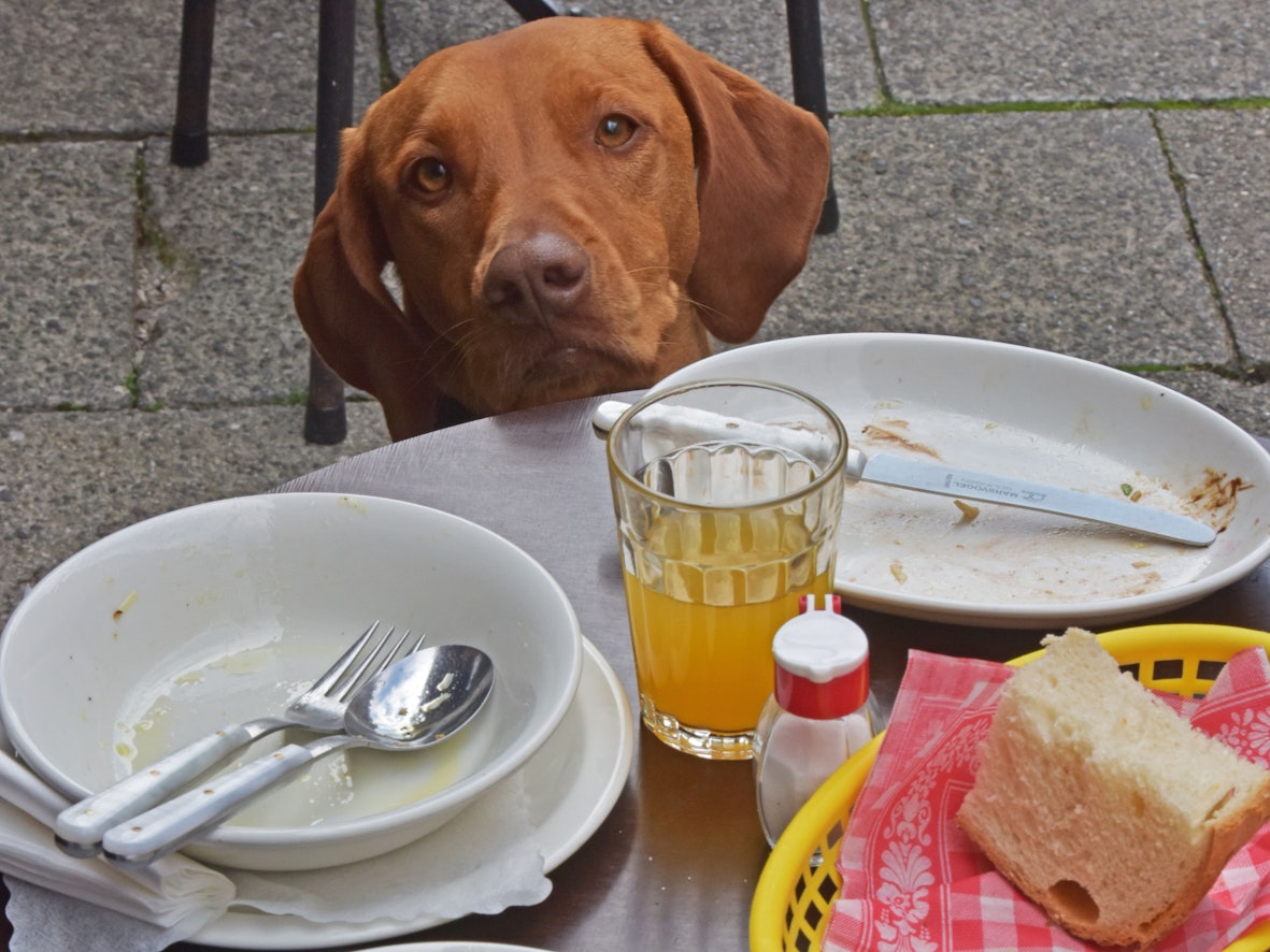 Die Wischler-Hundedame Paula schaut am 02.09.2014 in einem Straßencafe in München (Bayern) über die Tischkante, auf der die leeren Teller ihres Frauchens stehen.