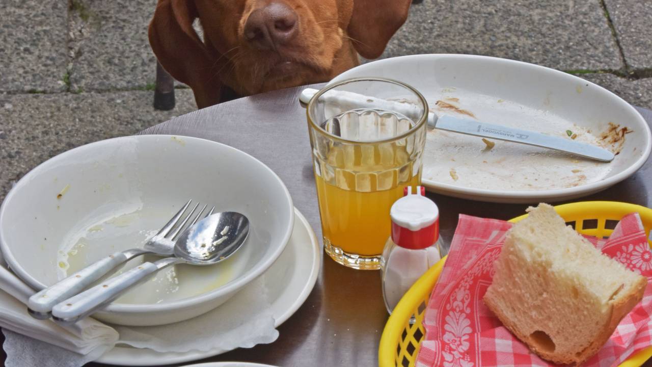 Die Wischler-Hundedame Paula schaut am 02.09.2014 in einem Straßencafe in München (Bayern) über die Tischkante, auf der die leeren Teller ihres Frauchens stehen.