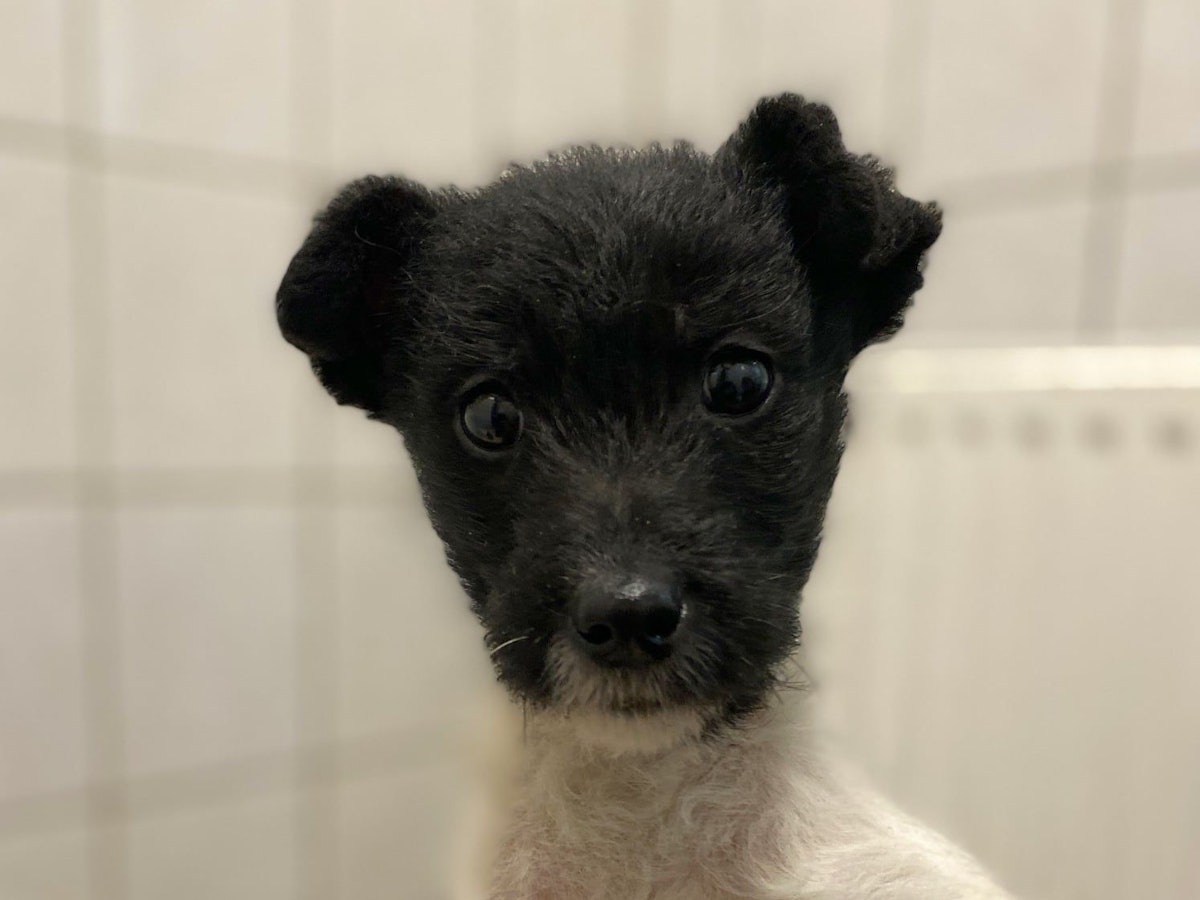 Welpe Yoda guckt in die Kamera.