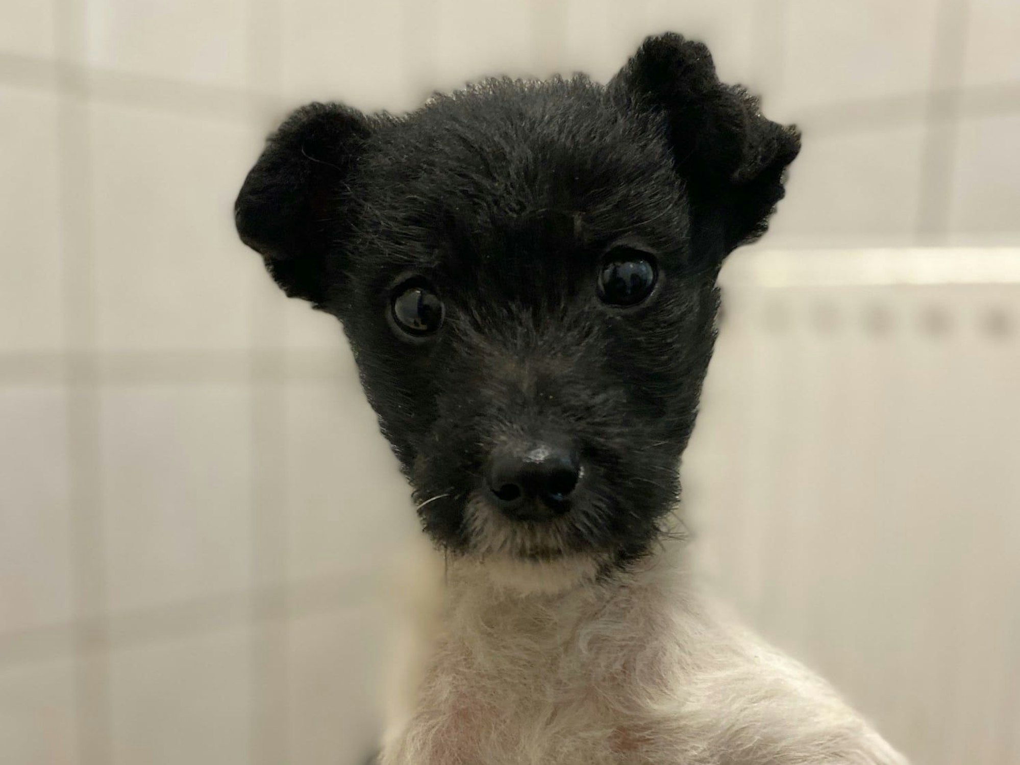 Welpe Yoda guckt in die Kamera.