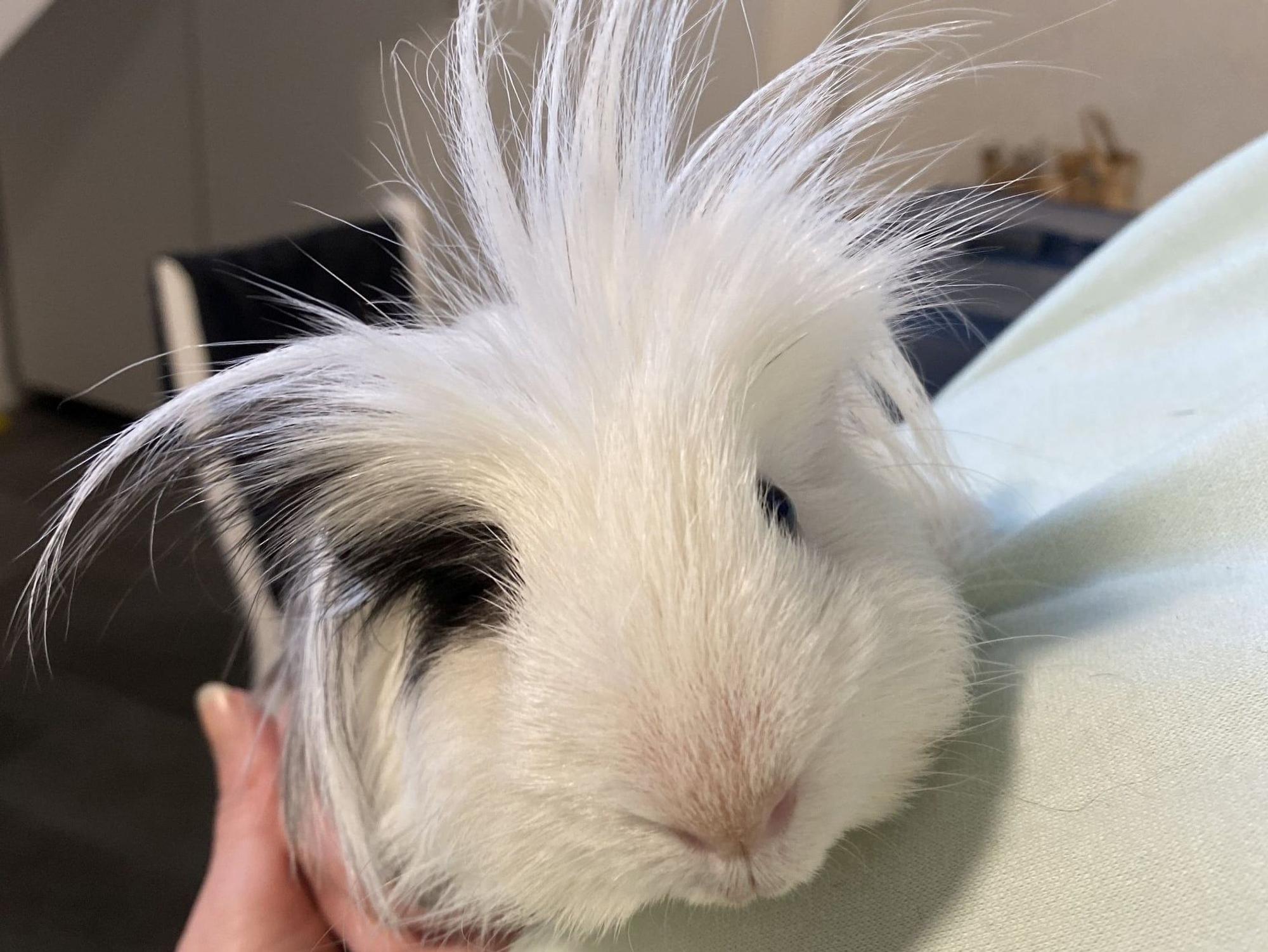 Meerschweinchen Elvis sitzt auf dem Arm einer Tierschützerin.