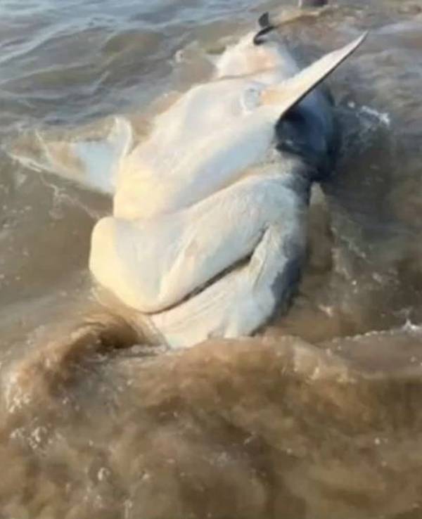 Im australischen Queensland wurde ein großer Tigerhai an die Strandküste angeschwemmt. Eine Facebook-Userin Sharyn Kerrigan entdeckte diesen bei einem morgendlichen Strandspaziergang.