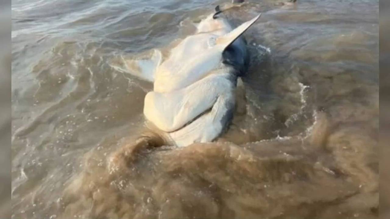 Im australischen Queensland wurde ein großer Tigerhai an die Strandküste angeschwemmt. Eine Facebook-Userin Sharyn Kerrigan entdeckte diesen bei einem morgendlichen Strandspaziergang.