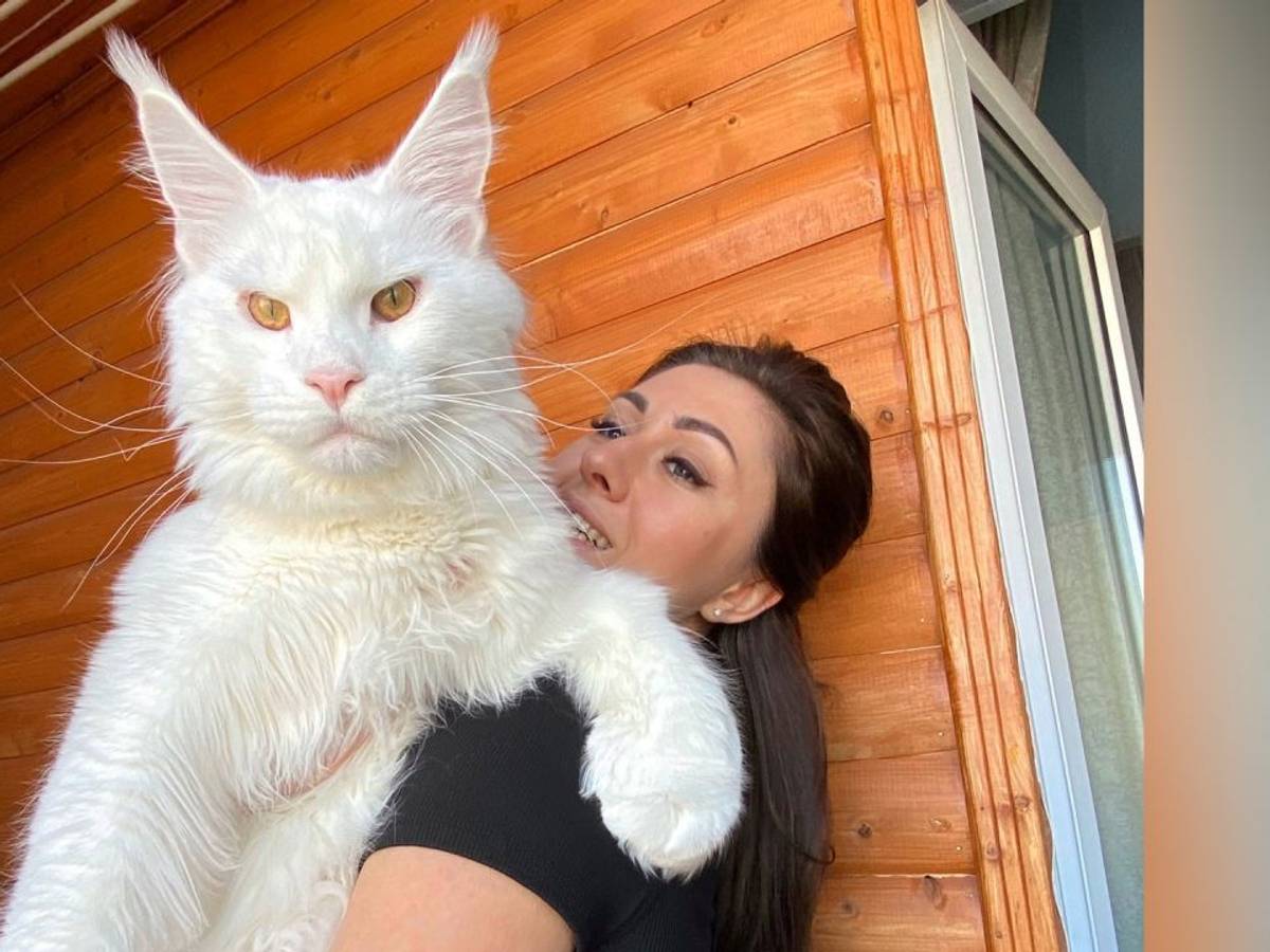 Yulia Minina mit ihrer Riesenkatze „Kefir“ auf dem Arm in einem Zimmer.