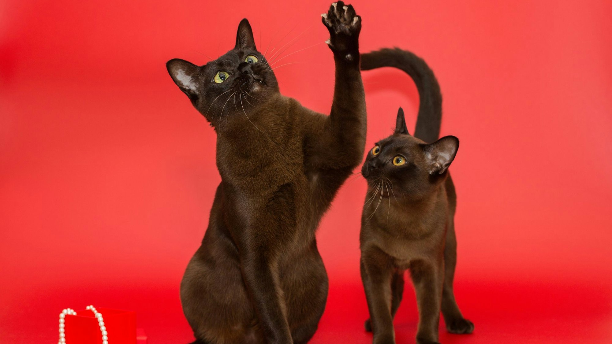 Die Burma-Katze verliert weniger Fell als andere Katzenrassen.