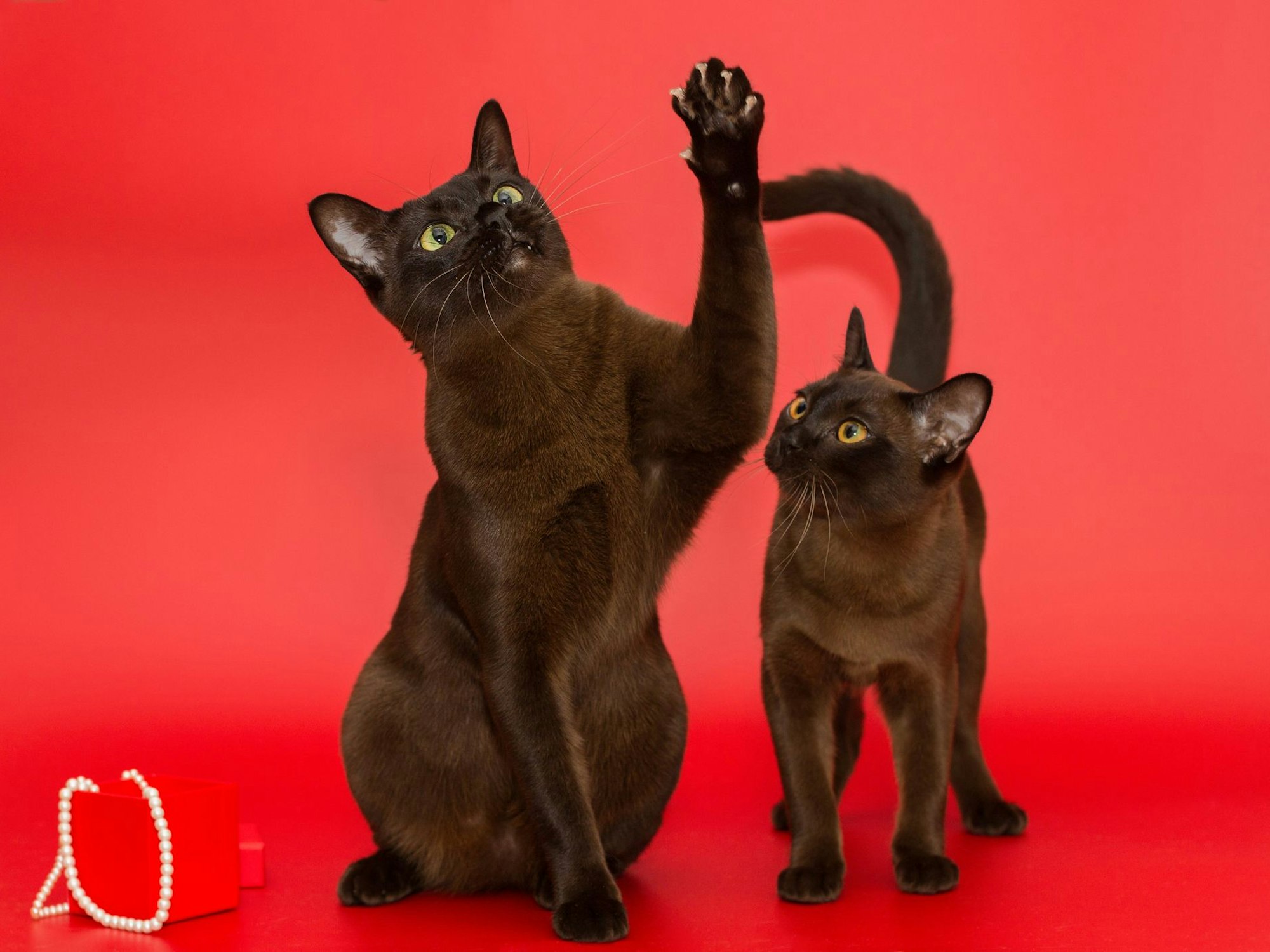 Burma-Katzen besitzen eng anliegendes Fell und verlieren deshalb wenig Haare.