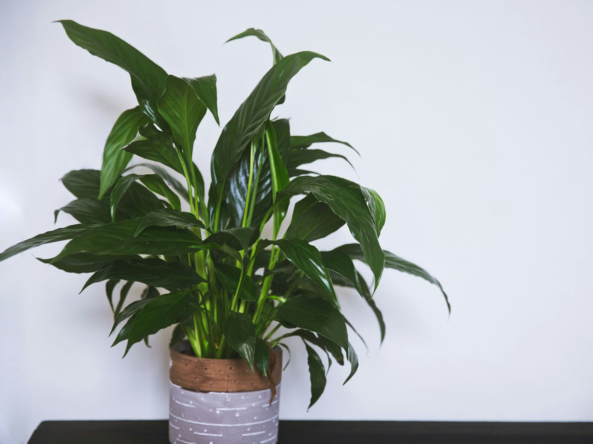 Das Einblatt filtert schädliche Stoffe aus der Luft.