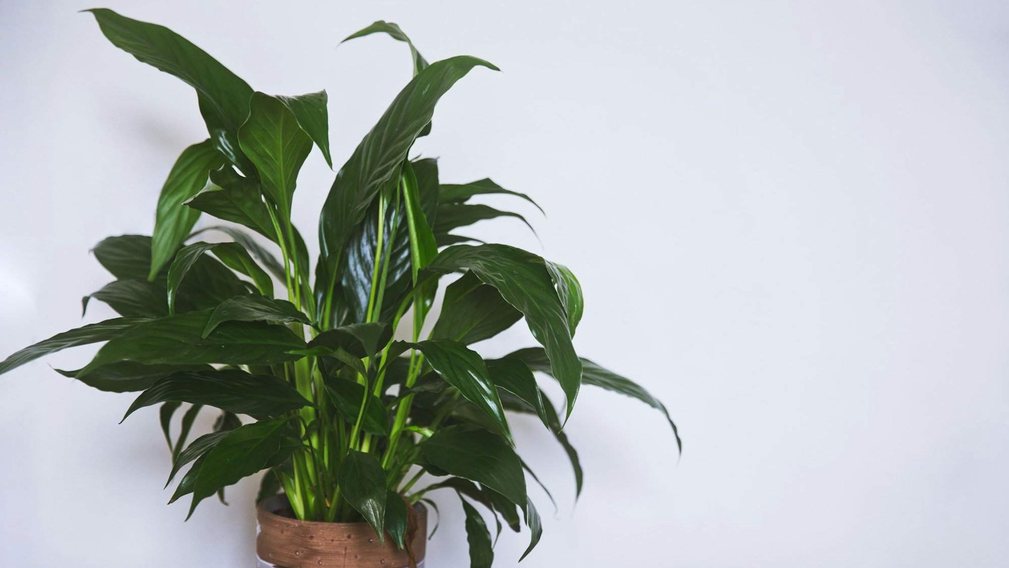 Das Einblatt filtert Schadstoffe aus der Luft und sorgt für eine angenehme Luftfeuchtigkeit in der Wohnung.