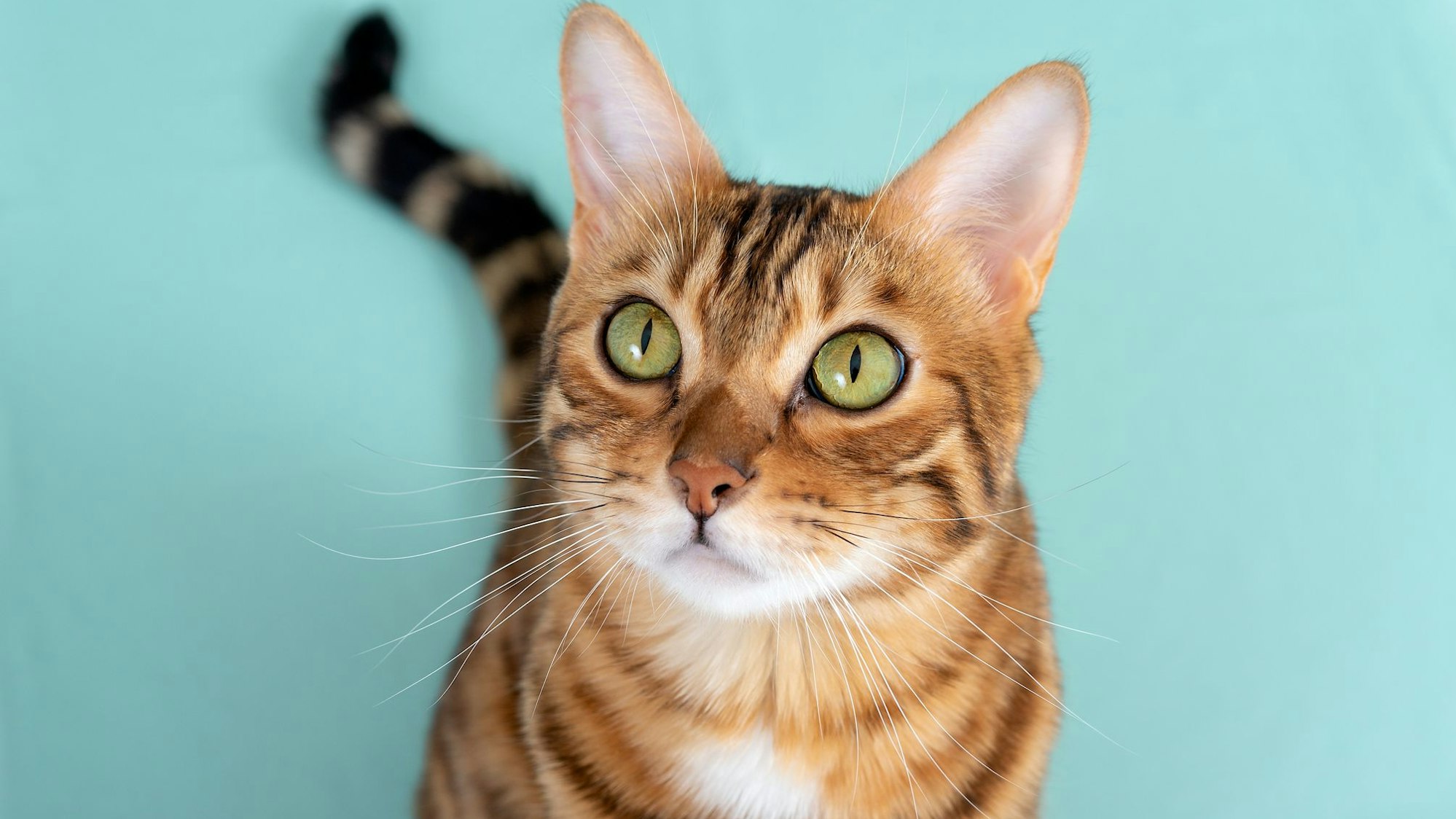 Die Bengal-Katze eignet sich als Katze für Allergiker.