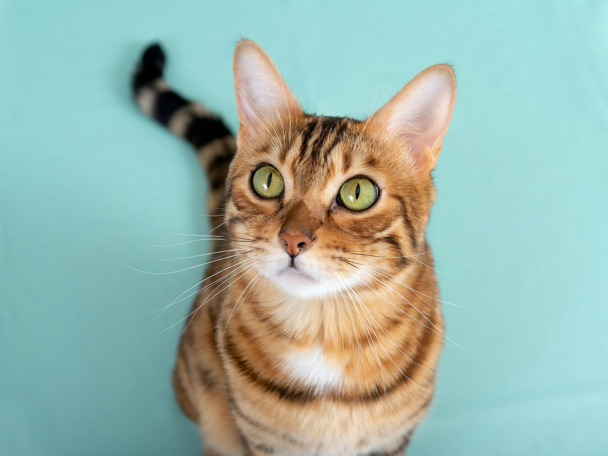 Bengalen verlieren verhältnismäßig wenig Haare.