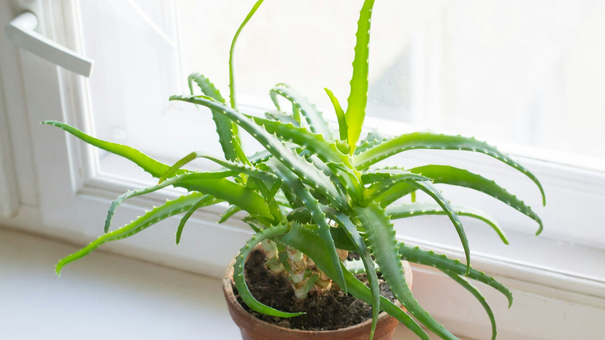Aloe Vera bringt viele positive Eigenschaften für unsere Gesundheit mit.