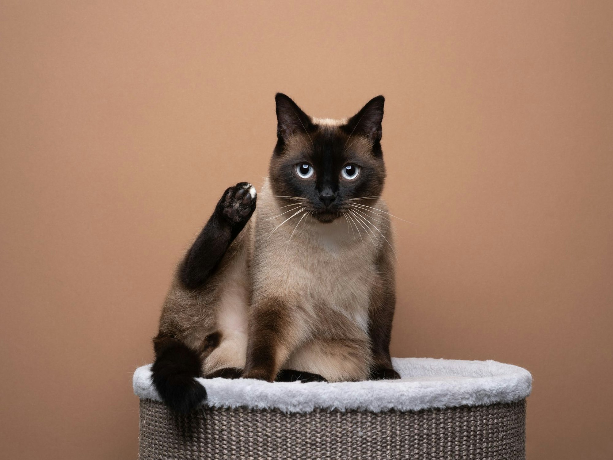 Siamkatzen verlieren nur wenig Fell.