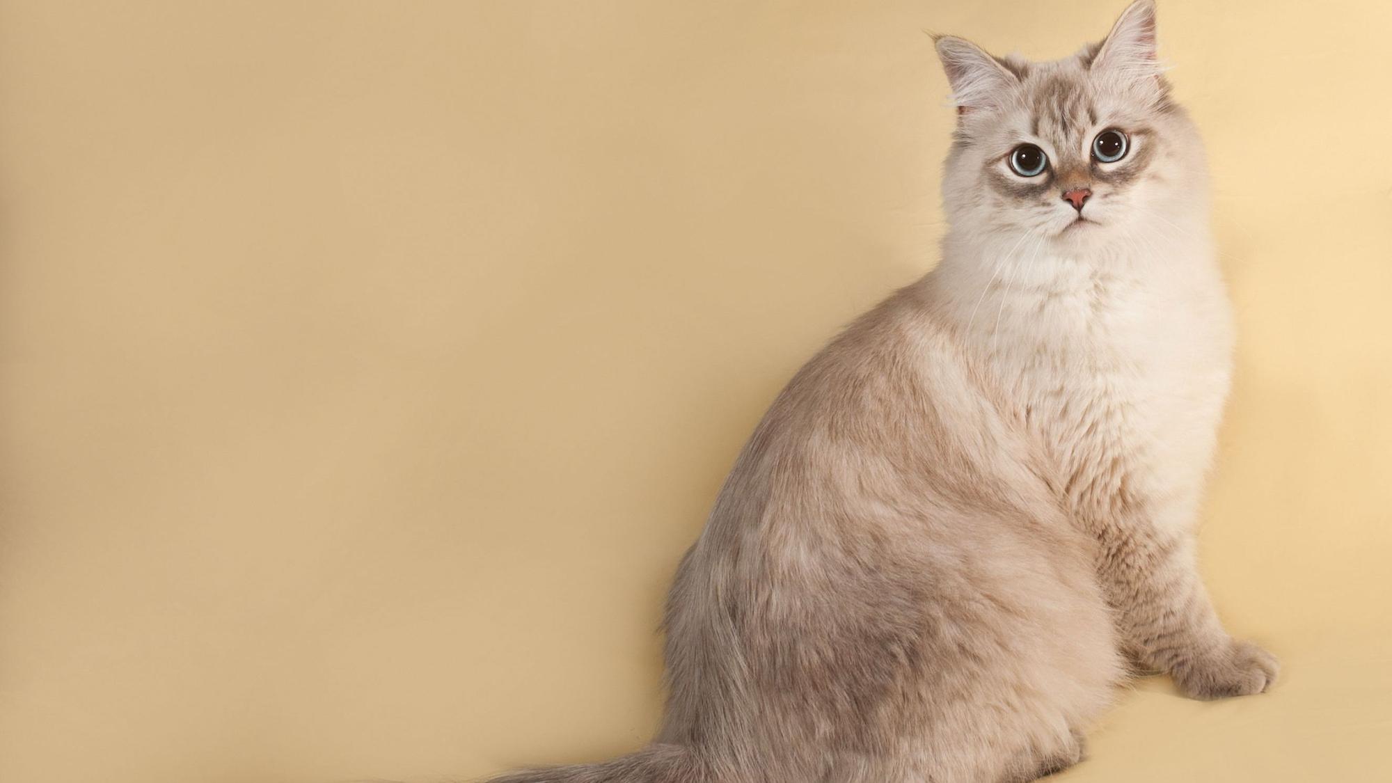 Sibirische Katzen sollen sich für Allergiker eignen.