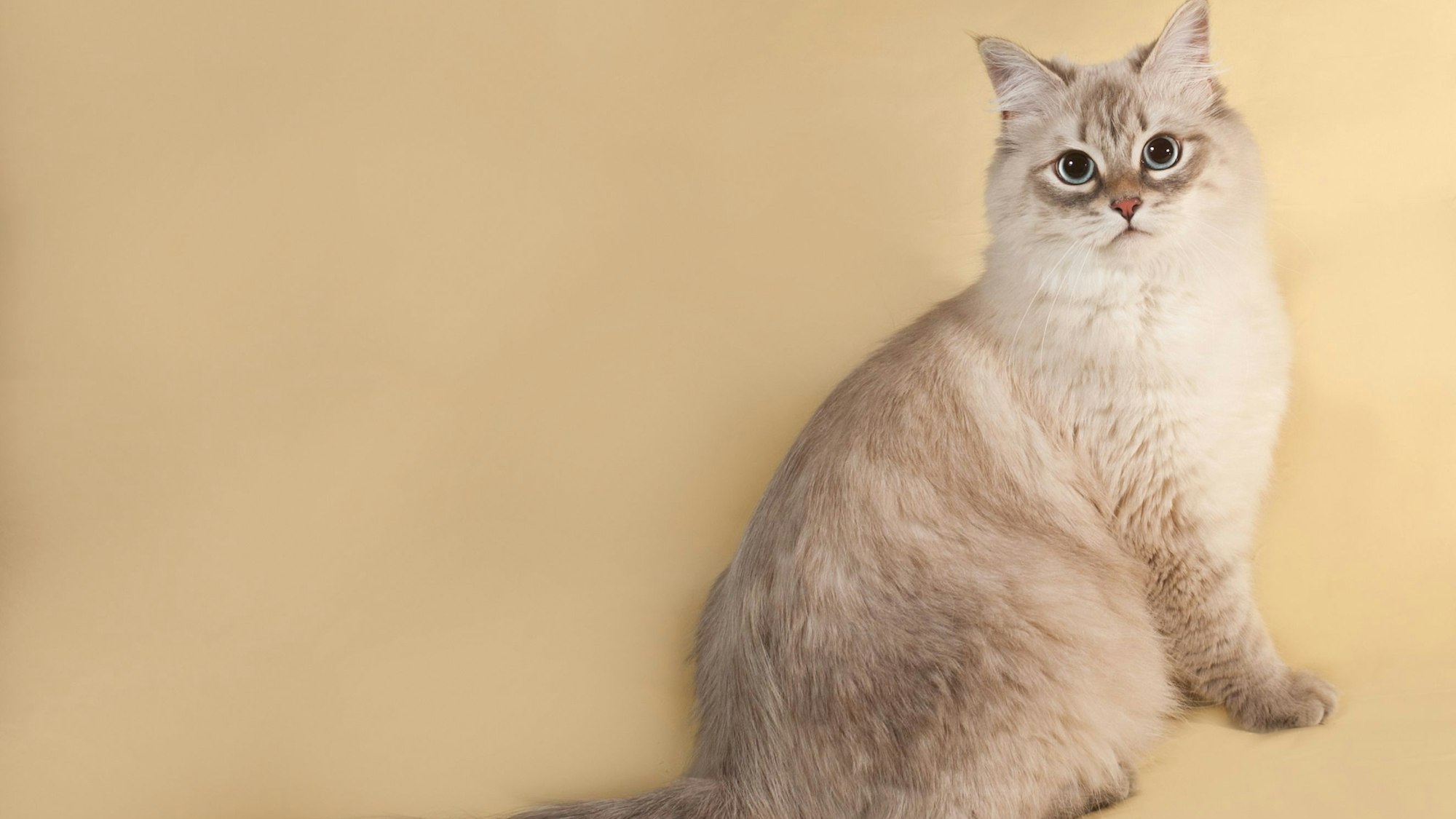 Sibirische Katzen sollen sich für Allergiker eignen.