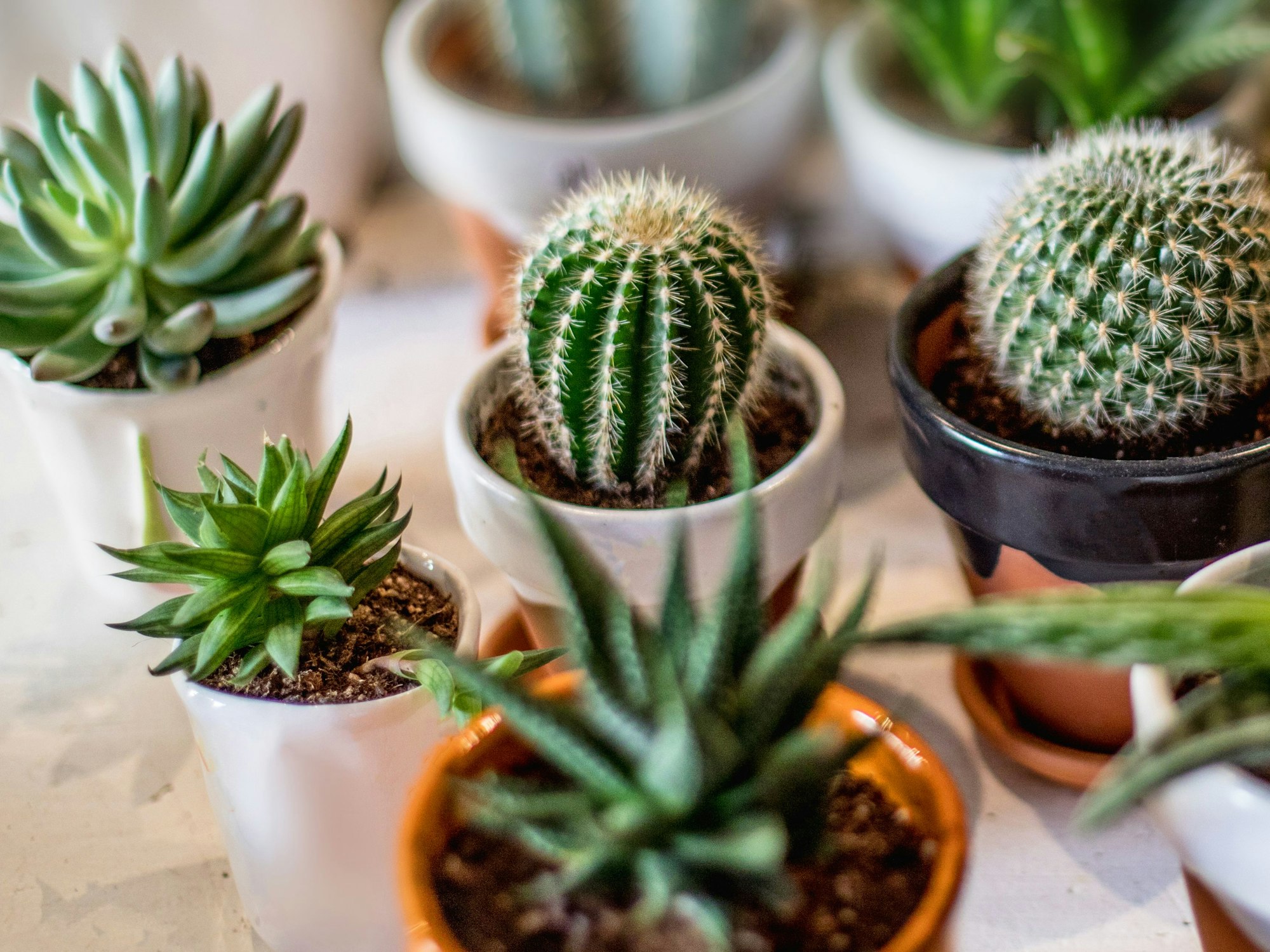 Auch Kakteen machen sich in sonnigen Schlafzimmer gut.