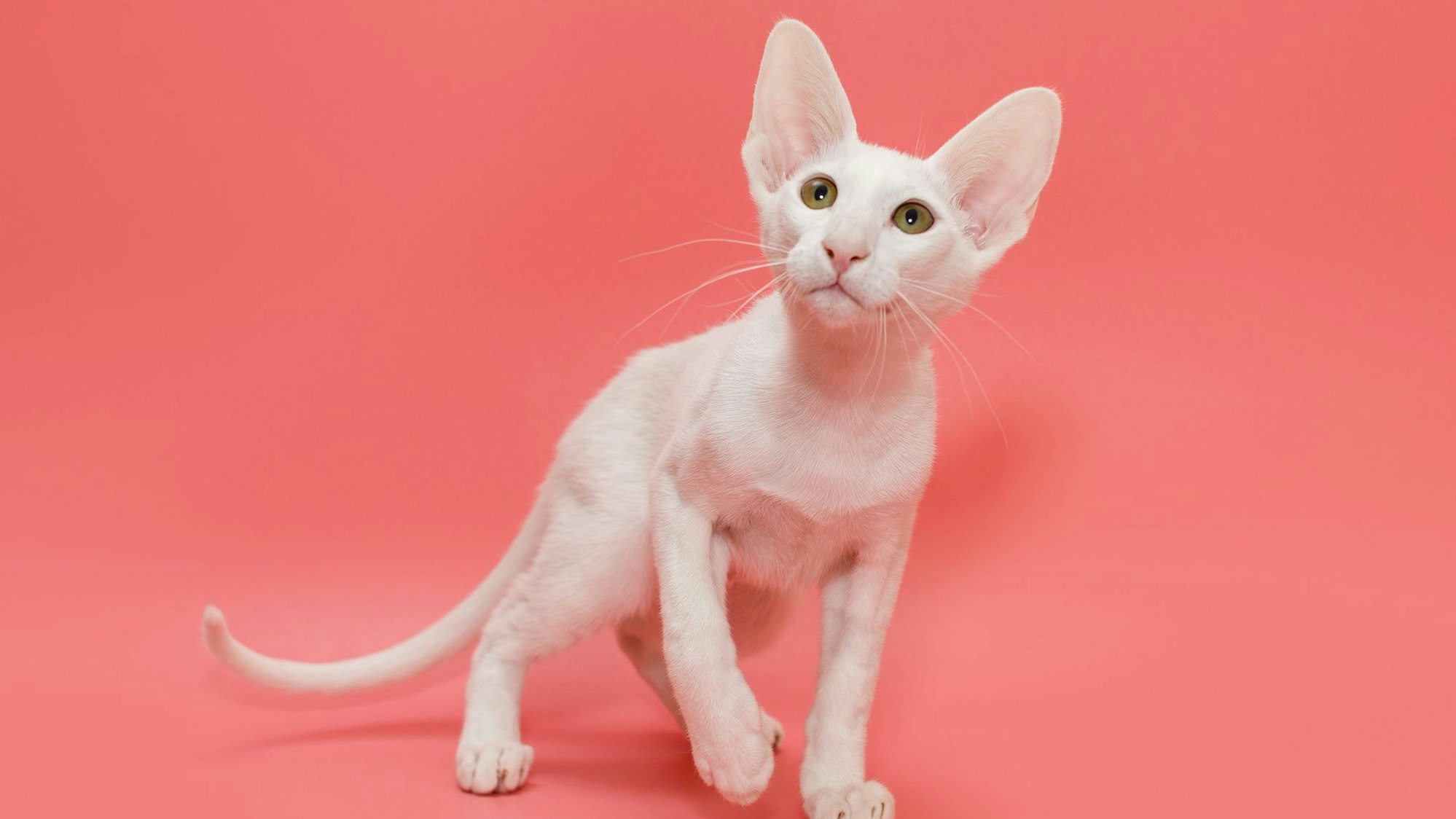 Die Orientalische Kurzhaar soll allergikerfreundlich sein.