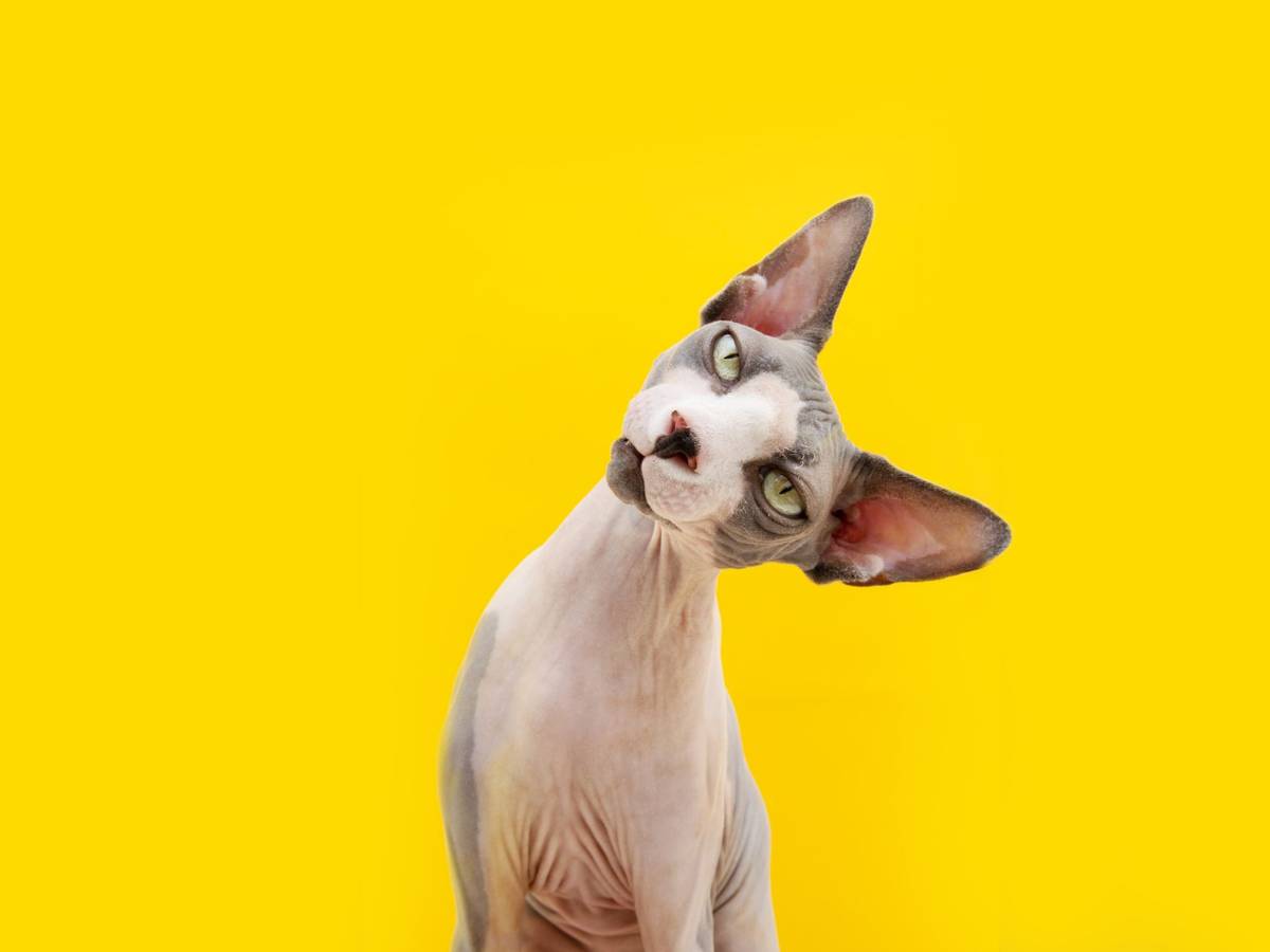 Eine Katze trotz Allergie? Mit der passenden Katzenrasse soll das möglich sein.