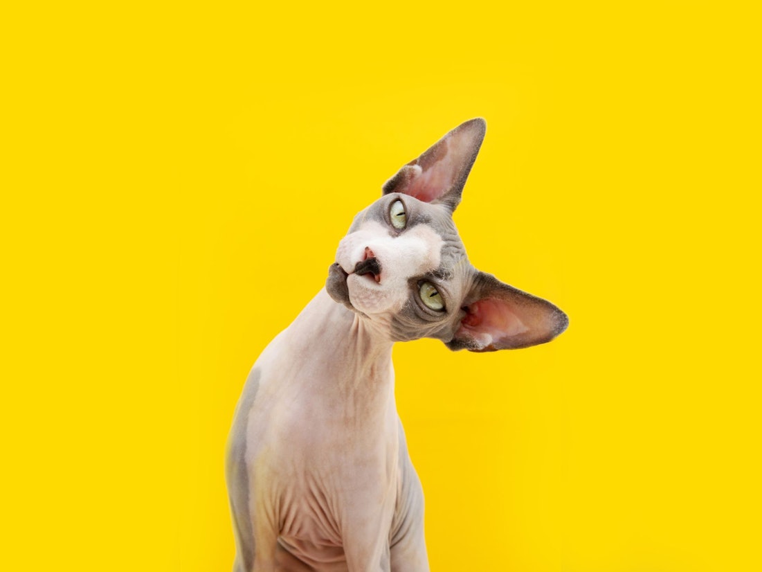 Eine Katze trotz Allergie? Mit der passenden Katzenrasse soll das möglich sein.