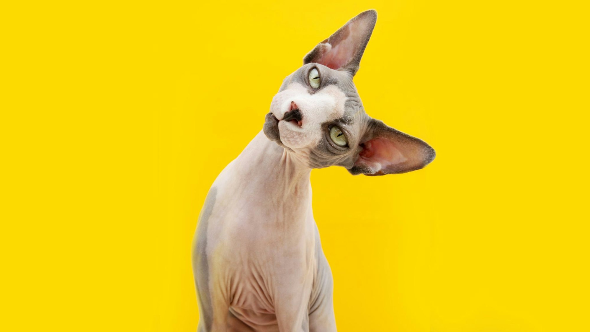 Eine Katze trotz Allergie? Mit der passenden Katzenrasse soll das möglich sein.