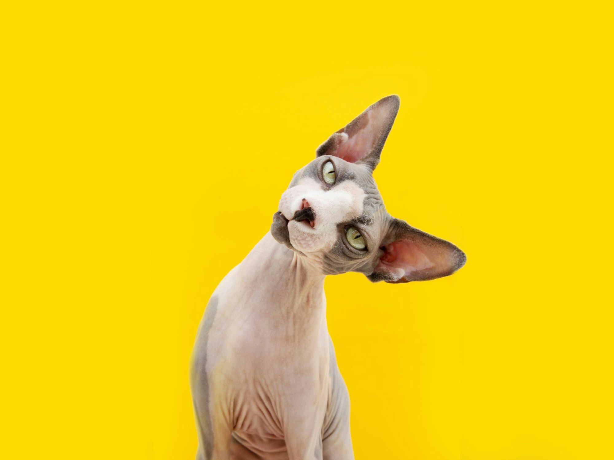Sphynxkatzen verlieren im Gegensatz zu anderen Katzen kaum Haare.