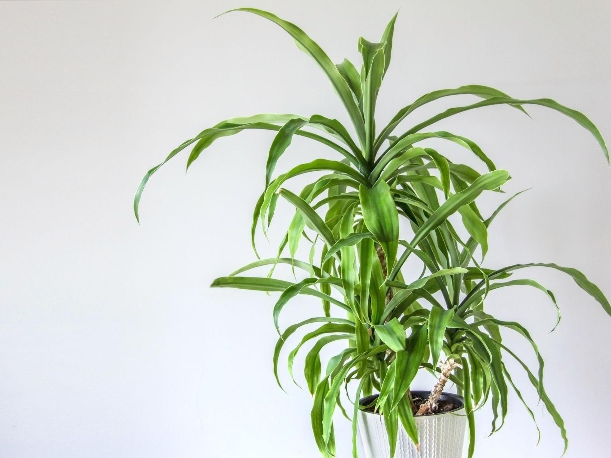 Eine geeignete Zimmerpflanze für sonnige und warme Schlafzimmer und Gästezimmer ist die Yucca-Palme.