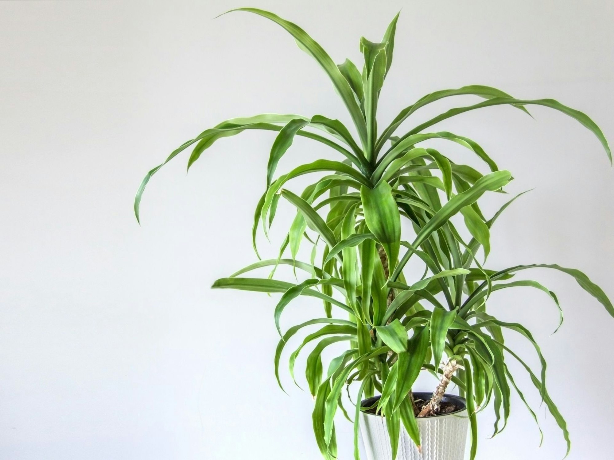 Eine geeignete Zimmerpflanze für sonnige und warme Schlafzimmer und Gästezimmer ist die Yucca-Palme.