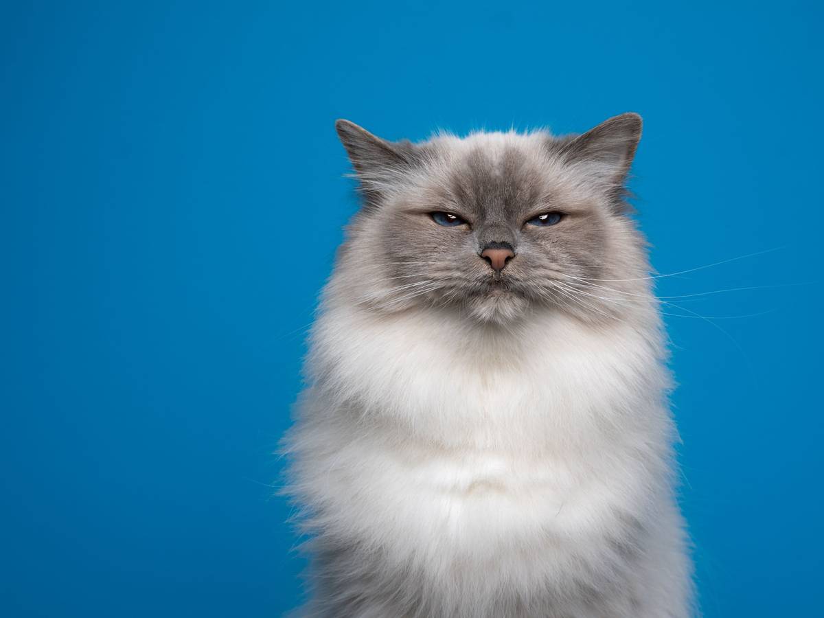 Wenn die Katze in die Wohnung pinkelt, ist es gar nicht so leicht, den Gestank wieder loszuwerden.