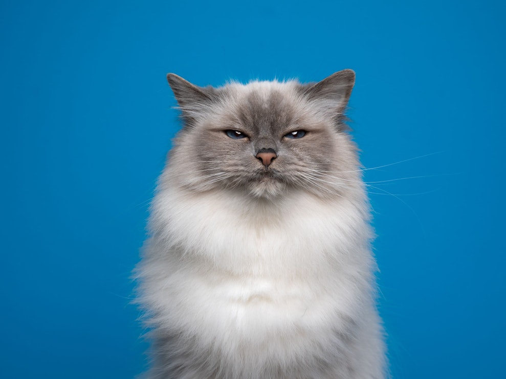 Wenn die Katze in die Wohnung pinkelt, ist es gar nicht so leicht, den Gestank wieder loszuwerden.