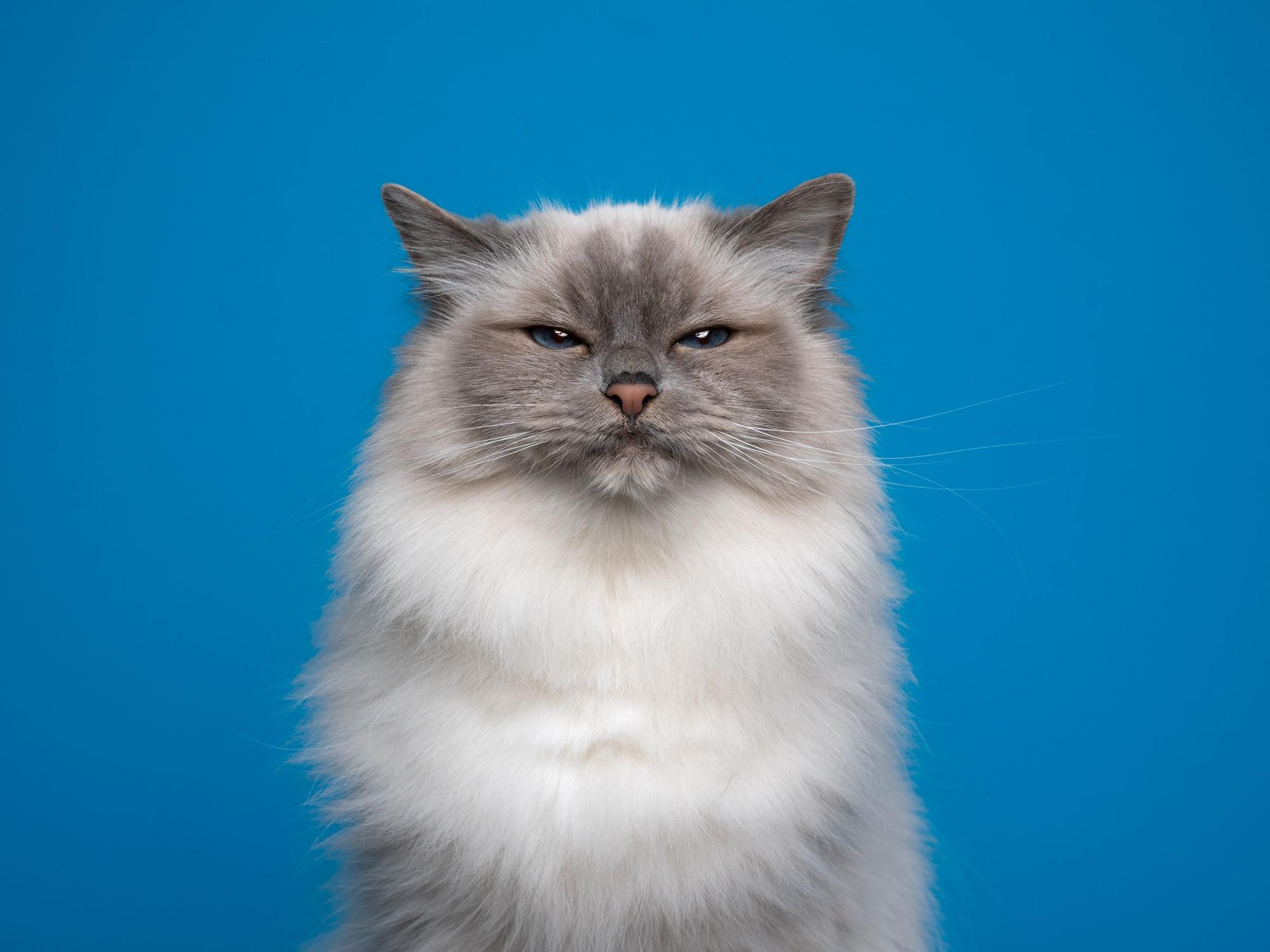 Wenn die Katze in die Wohnung pinkelt, ist es gar nicht so leicht, den Gestank wieder loszuwerden.