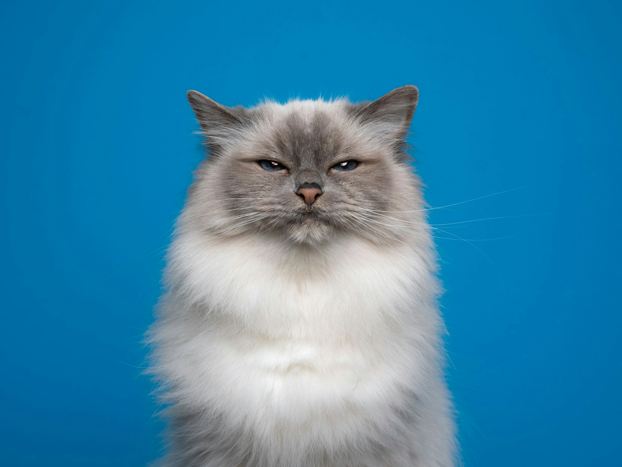 Wenn die Katze in die Wohnung pinkelt, ist es gar nicht so leicht, den Gestank wieder loszuwerden.