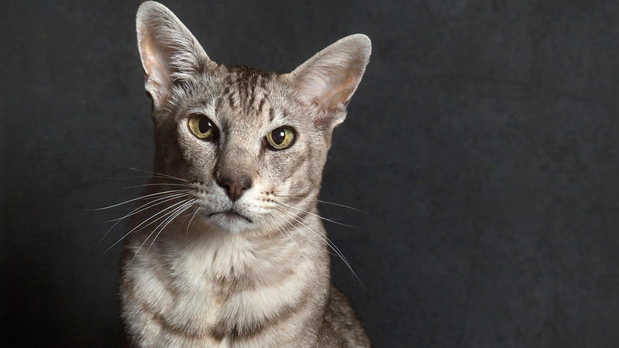 Javanesen ähneln der Orientalischen Kurzhaarkatze, aber haben flauschigeres Fell.