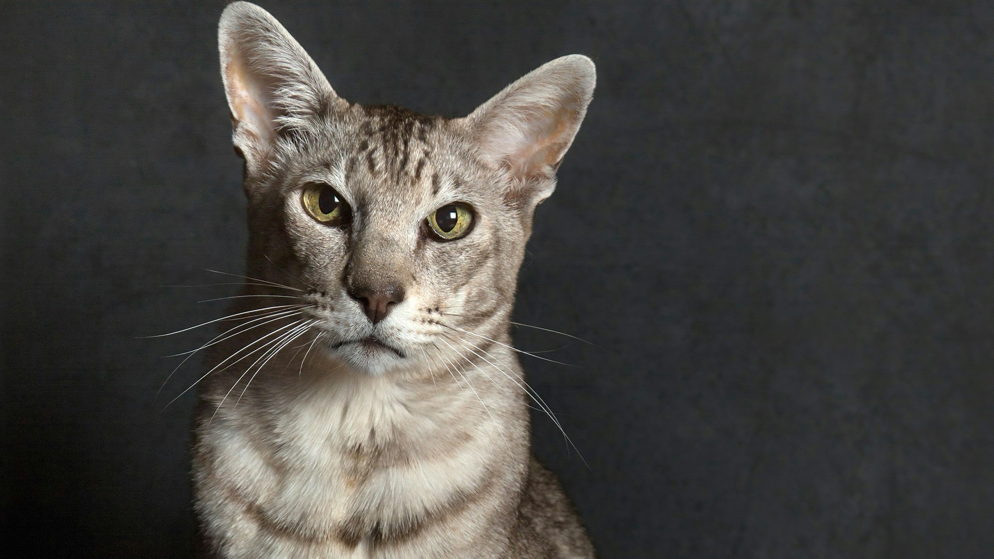 Javanesen ähneln der Orientalischen Kurzhaarkatze, aber haben flauschigeres Fell.